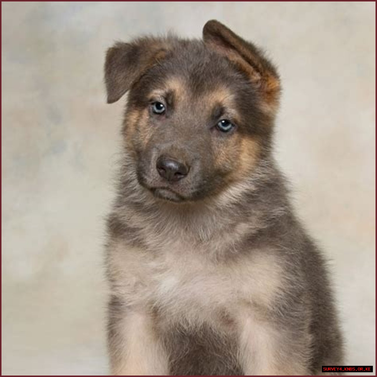 Finding The Perfect German Shepherd: GSD For Sale In VA